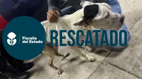 El perro fue trasladado a una veterniaria para su atención; a la par se abrió una carpeta de investigación por los sucesos. ESPECIAL / Fiscalía de Jalisco