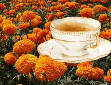 De acuerdo con el Dr. Leonardo Alejandro Beltrán Rodríguez, del Instituto de Biología de la UNAM, hacer un té de cempasúchil es bastante sencillo. ESPECIAL