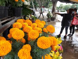 El festival celebra la flor emblemática, resaltando su valor cultural y su papel central en las tradiciones del Día de Muertos. EL INFORMADOR/Archivo