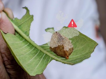 Lanzan advertencia por presencia de la oruga peluche en zonas de Tlajomulco. ESPECIAL / UdeG