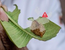 Lanzan advertencia por presencia de la oruga peluche en zonas de Tlajomulco. ESPECIAL / UdeG