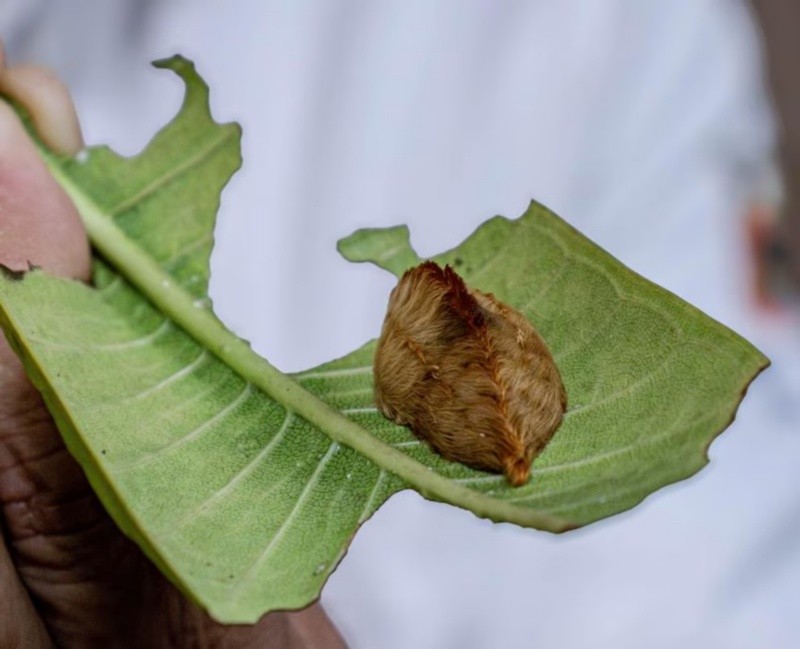 ESPECIAL/Centro Universitario de la Costa Sur 
