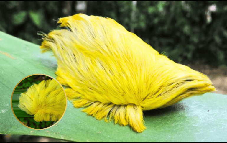 Según un comunicado de la Universidad de Guadalajara, las espinas venenosas de la oruga se activan al mínimo contacto con la piel, liberando una toxina que le sirve como defensa natural frente a depredadores como aves o parásitos.  X/@vivalanarquia