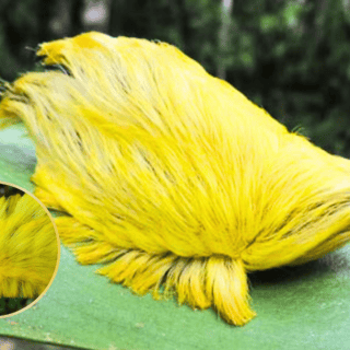 Alerta por presencia de oruga peluche: ¿en qué estados hay?