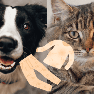 ¿Qué hacer para que los pelos de perro y gato no se adhieran a la ropa?