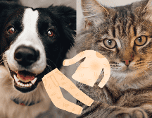 También es recomendable tener la costumbre constante de peinar a tu perro o gatito a diario, ya que esto reducirá la constante caída de pelo. ESPECIAL
