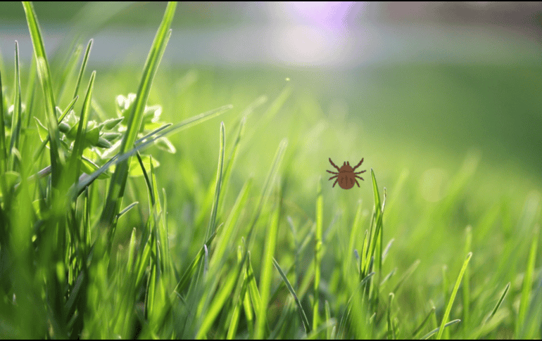 Este insecto forma parte de la familia de los cicadélidos, también conocidos como chicharritas o saltahojas. CANVA