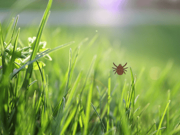Este insecto forma parte de la familia de los cicadélidos, también conocidos como chicharritas o saltahojas. CANVA
