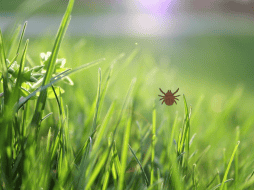Este insecto forma parte de la familia de los cicadélidos, también conocidos como chicharritas o saltahojas. CANVA