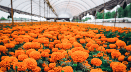 México produce alrededor de 25 mil toneladas de flor de cempasúchil cada año. ESPECIAL
