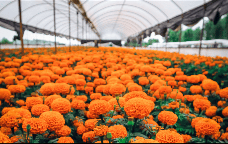 México produce alrededor de 25 mil toneladas de flor de cempasúchil cada año. ESPECIAL