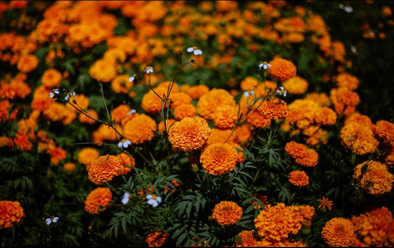 Esta flor es reconocida por su característico color naranja y su aroma característico, es un símbolo esencial de nuestras tradiciones. Unsplash