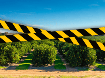 Un empresario citrícola fue asesinado la mañana de hoy en el norte de Veracruz. ESPECIAL / CANVA