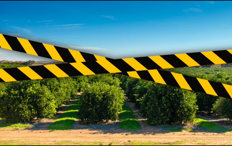 Un empresario citrícola fue asesinado la mañana de hoy en el norte de Veracruz. ESPECIAL / CANVA