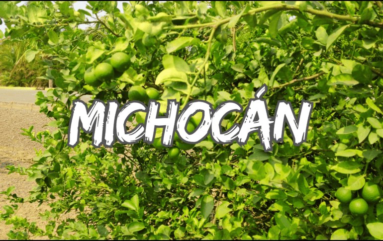 Para los jornaleros del sector limonero de Michoacán hay luto en el campo por el asesinato de su líder, Bernardo Bravo Manríquez, presidente de la Asociación de Citricultores del Valle de Apatzingán. NTX / ARCHIVO