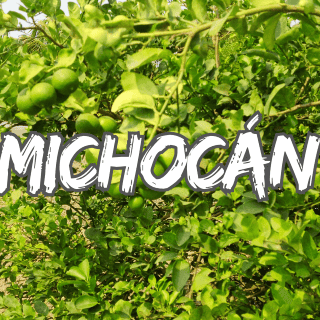 Limoneros Michoacán: Así regresan al campo tras asesinato de su líder