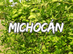 Para los jornaleros del sector limonero de Michoacán hay luto en el campo por el asesinato de su líder, Bernardo Bravo Manríquez, presidente de la Asociación de Citricultores del Valle de Apatzingán. NTX / ARCHIVO