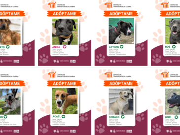 Adoptar a uno de estos caninos es un trámite accesible y bien organizado. ESPECIAL