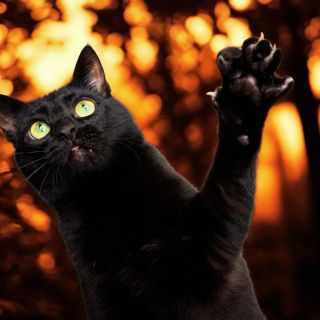Ciudad europea prohíbe adoptar gatos negros en Halloween para evitar "ritos" siniestros