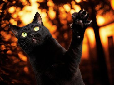 "Esta medida tiene carácter estrictamente preventivo y temporal y no implica ninguna discriminación en relación con el color o las características de los animales", precisó el servicio municipal. ESPECIAL / CANVA