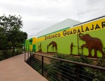 El Zoológico Guadalajara ha sido reconocido por contar con un hospital veterinario conocido como Centro Integral de Medicina y Bienestar Animal que ofrece servicios que pueden atender desde una tortuga hasta un león. EFE / F. Guasco