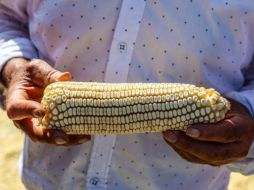 Luego de que se reunieron el pasado 17 de octubre en la Ciudad de México con el secretario Berdegué, esta mañana volvieron a bloquear carreteras y tomar casetas en distintas entidades. EL INFORMADOR/A.NAVARRO