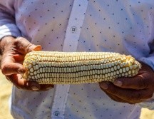 Luego de que se reunieron el pasado 17 de octubre en la Ciudad de México con el secretario Berdegué, esta mañana volvieron a bloquear carreteras y tomar casetas en distintas entidades. EL INFORMADOR/A.NAVARRO