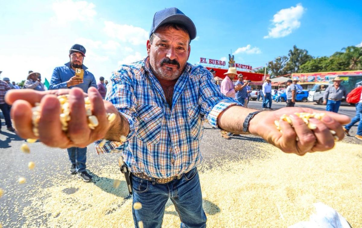 Productores de maíz analizan alternativa a propuesta de Sader | El Informador