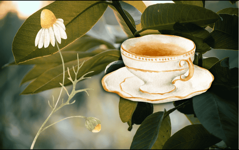 Las hojas de guayaba con manzanilla a modo de infusión es una bebida ampliamente recomendada. ESPECIAL