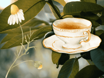 Las hojas de guayaba con manzanilla a modo de infusión es una bebida ampliamente recomendada. ESPECIAL