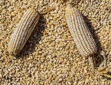 El Gobierno de México ha reiterado que busca un acuerdo equilibrado que beneficie tanto a los pequeños productores como a la estabilidad de precios en el mercado interno. EL INFORMADOR / A. Navarro
