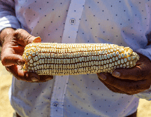 Con este incremento, los agricultores recibirán 6 mil 150 pesos por tonelada de maíz y esperan continuar las negociaciones con la industria para lograr un precio más alto. EL INFORMADOR / A. Navarro