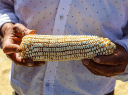 Con este incremento, los agricultores recibirán 6 mil 150 pesos por tonelada de maíz y esperan continuar las negociaciones con la industria para lograr un precio más alto. EL INFORMADOR / A. Navarro