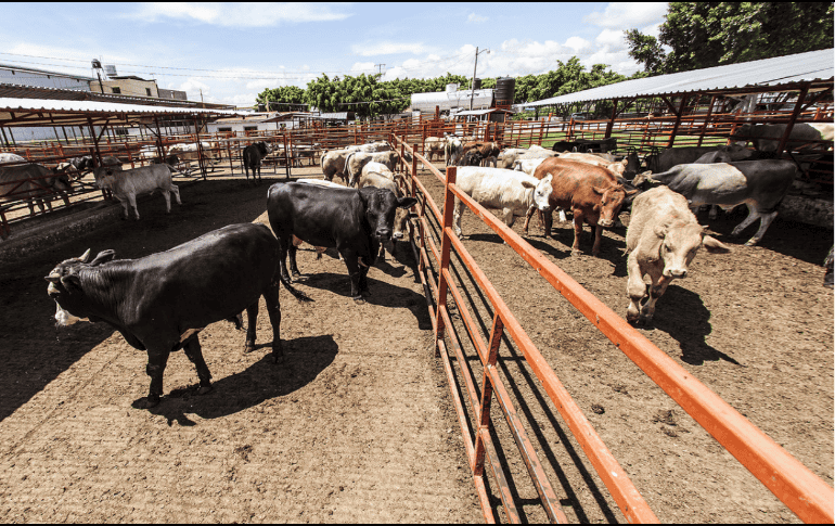 México es uno de los principales proveedores de ganado bovino en pie hacia Estados Unidos, con exportaciones que superan el millón de cabezas al año. EL INFORMADOR/ARCHIVO