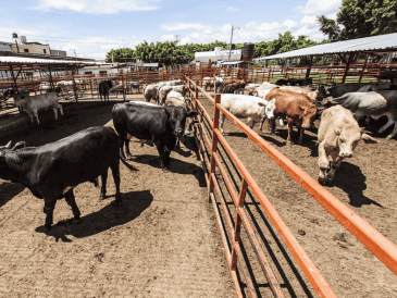 México es uno de los principales proveedores de ganado bovino en pie hacia Estados Unidos, con exportaciones que superan el millón de cabezas al año. EL INFORMADOR/ARCHIVO