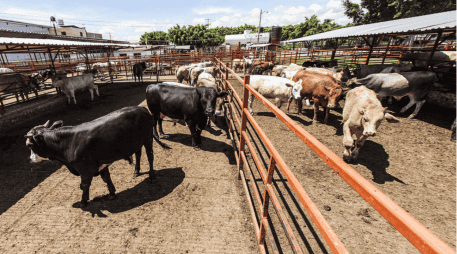 México es uno de los principales proveedores de ganado bovino en pie hacia Estados Unidos, con exportaciones que superan el millón de cabezas al año. EL INFORMADOR/ARCHIVO