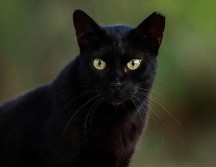El gato negro es un emblema de misterio y superstición, cuya interpretación varía entre lo positivo y lo negativo. CANVA