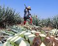 La marca de certificación Agave Responsable Social (ARS) no tiene costo y está dirigida a los productores de agave. CORTESÍA