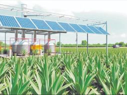 La agricultura regenerativa tiene como objetivo restaurar la calidad y fertilidad de los suelos degradados. EL INFORMADOR / ARCHIVO