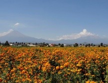 Los cultivadores de cempasúchil se han visto afectados por lluvias torrenciales, sequía prolongada y otros impactos del cambio climático. EFE / H. Ríos