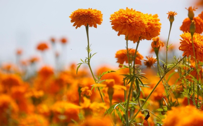 Las flores también son un motor económico importante en todo México, y los grupos comerciales predicen que generarán casi 2.7 millones de dólares para los agricultores este 2025. EFE / H. Ríos