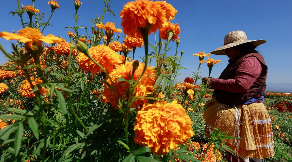 La flor del cempasúchil tiene un fugaz periodo de vida de tan solo cuatro meses. EFE/ F. Gutiérrez