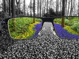 El examen más utilizado para diagnosticar esta condición es el test de Ishihara, una serie de láminas con círculos de colores que contienen números o figuras formados por puntos. CANVA