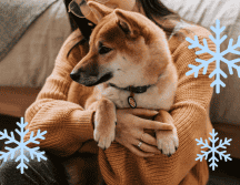 Los perros también se ven afectados por el frío, y las condiciones climáticas extremas pueden representar un riesgo importante para su salud y bienestar. ESPECIAL