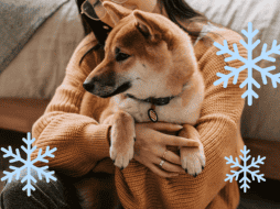 Los perros también se ven afectados por el frío, y las condiciones climáticas extremas pueden representar un riesgo importante para su salud y bienestar. ESPECIAL