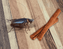 La canela no solo es efectiva para repeler insectos, sino que también es una alternativa económica y amigable con el medio ambiente. ESPECIAL / CANVA