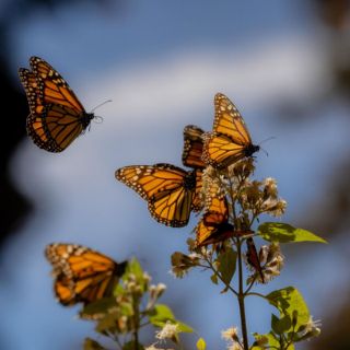 Suman esfuerzos para la conservación de la Mariposa Monarca en México