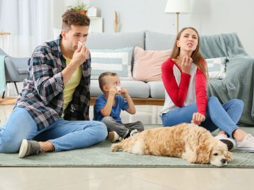 Se trata de adoptar hábitos que minimicen la exposición a los alérgenos, sin renunciar al cariño y compañía que los animales ofrecen. CANVA