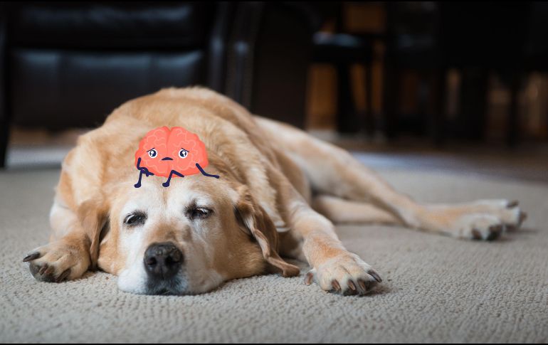 Los especialistas recomiendan que los dueños permanezcan atentos a cualquier cambio en las rutinas o actitudes del animal.  ESPECIAL / CANVA