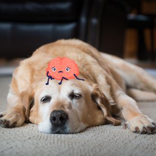 Así puedes saber si tu perro tiene depresión; estas son las señales